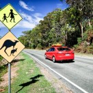 Animal Collisions, Roadkill and Kangaroos